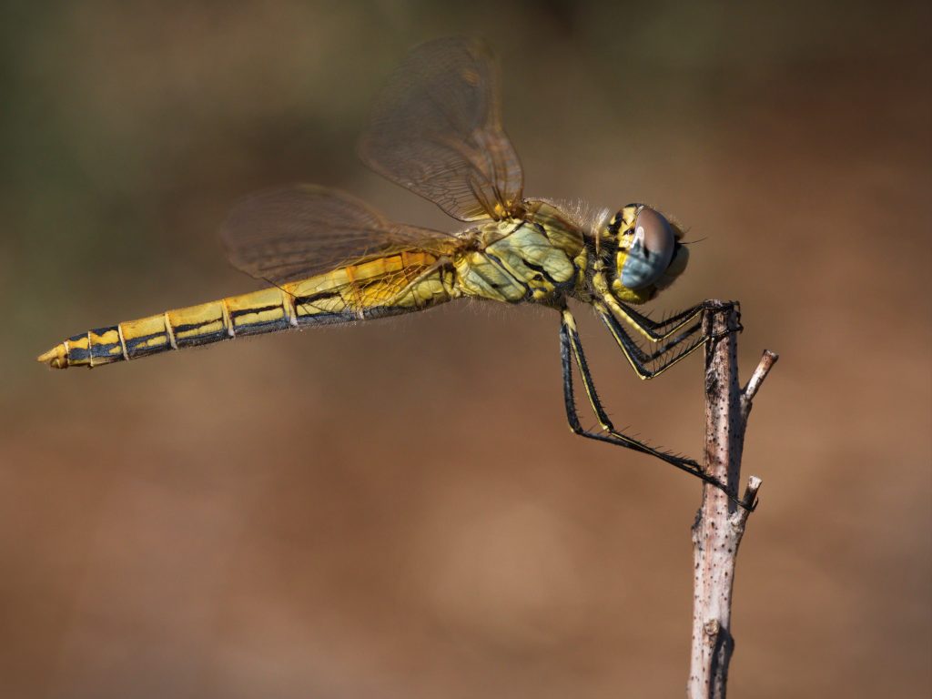 dragonfly on twig