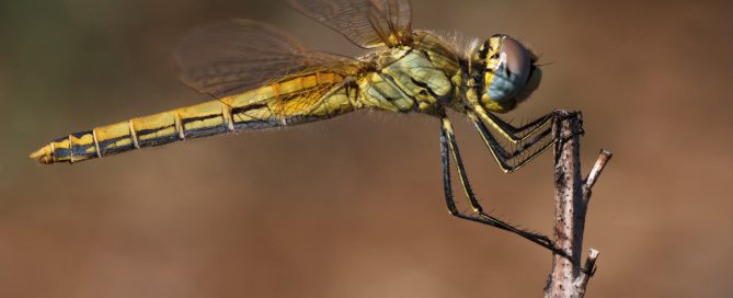 macro photography focusing tips