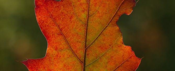 photographing colors of autumn