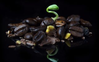 Plant grows in pile of coffee beans, pepper, and chocolate