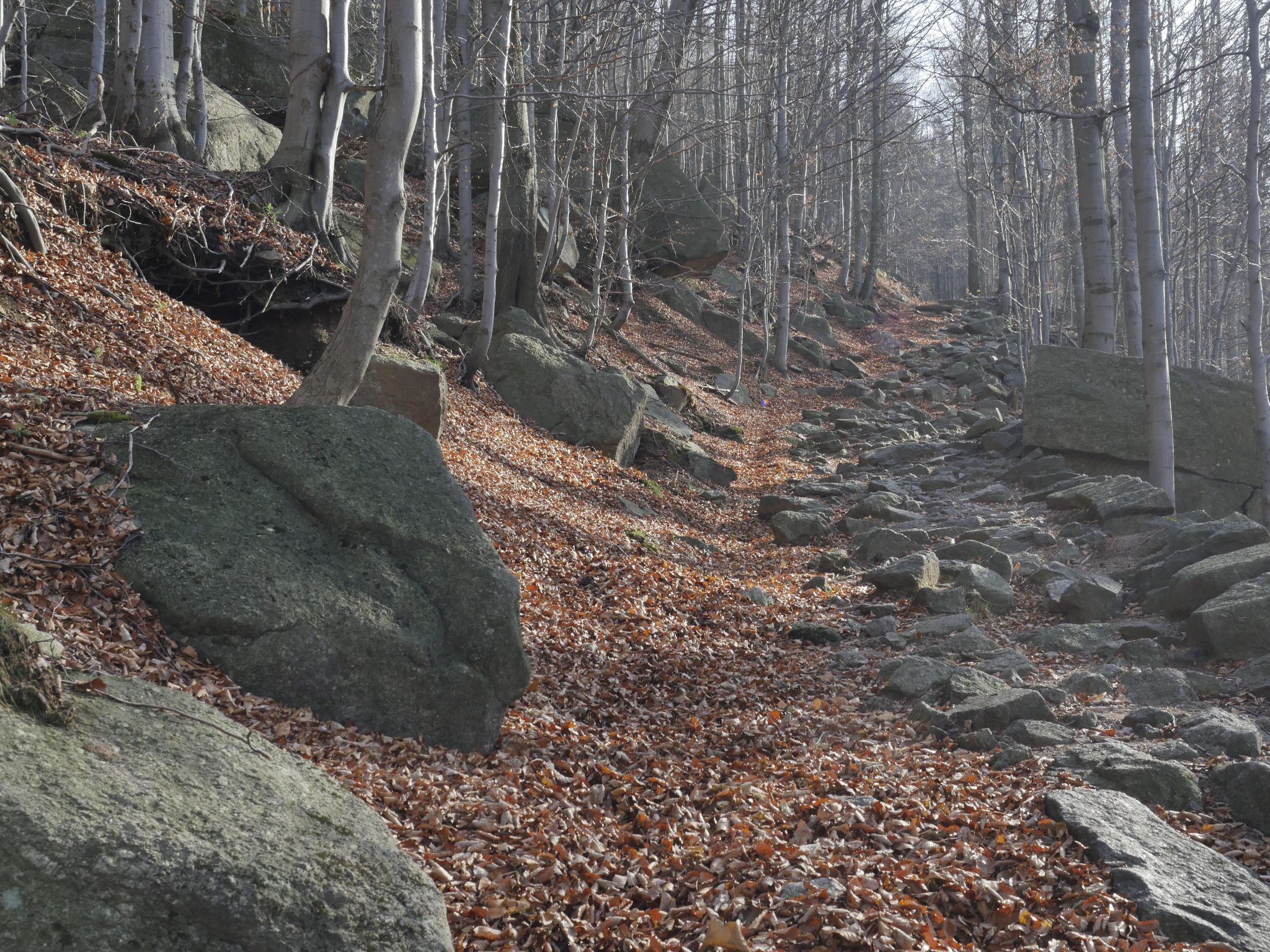 forest path with lens hood