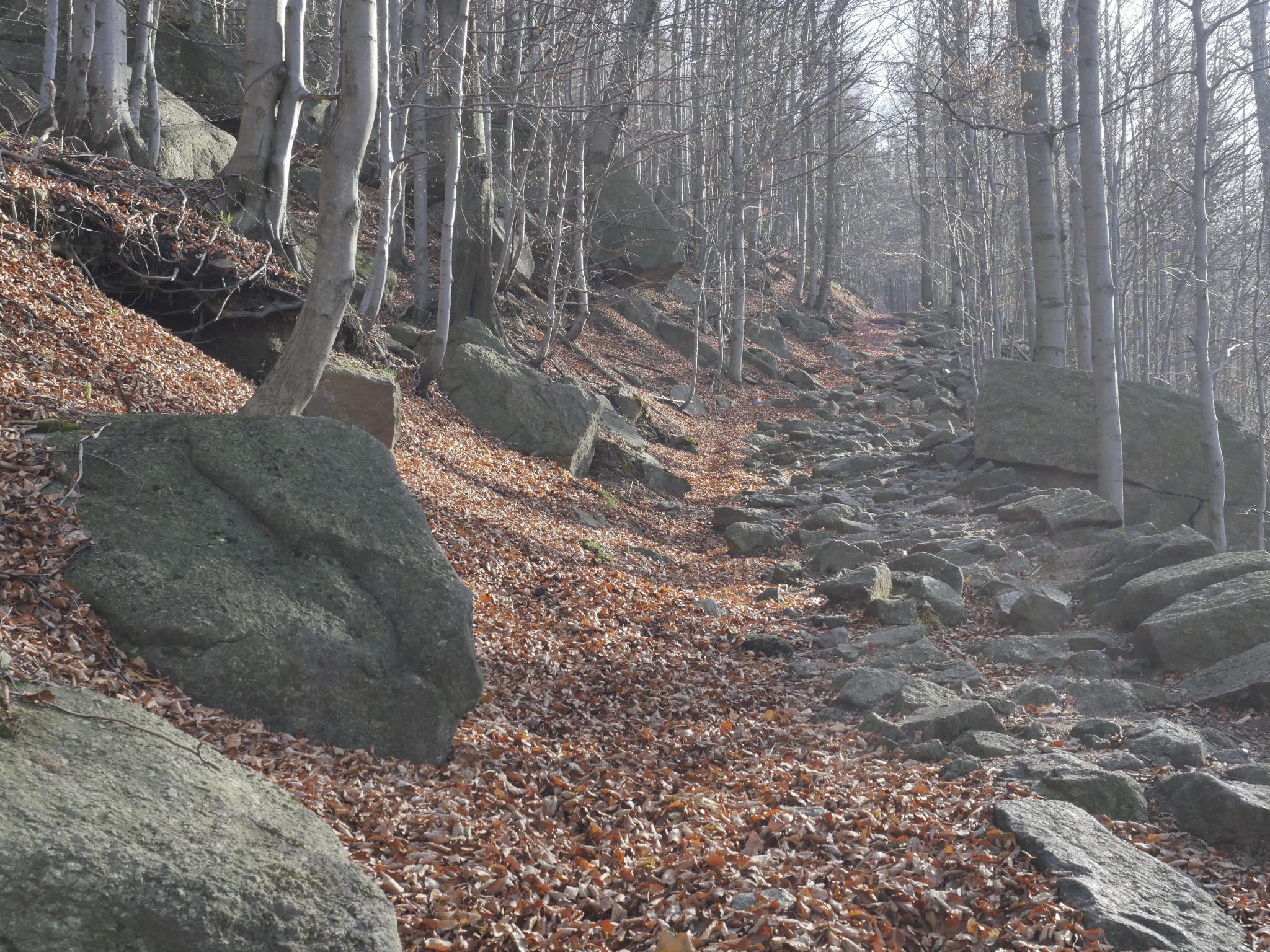 Forest path without lens hood